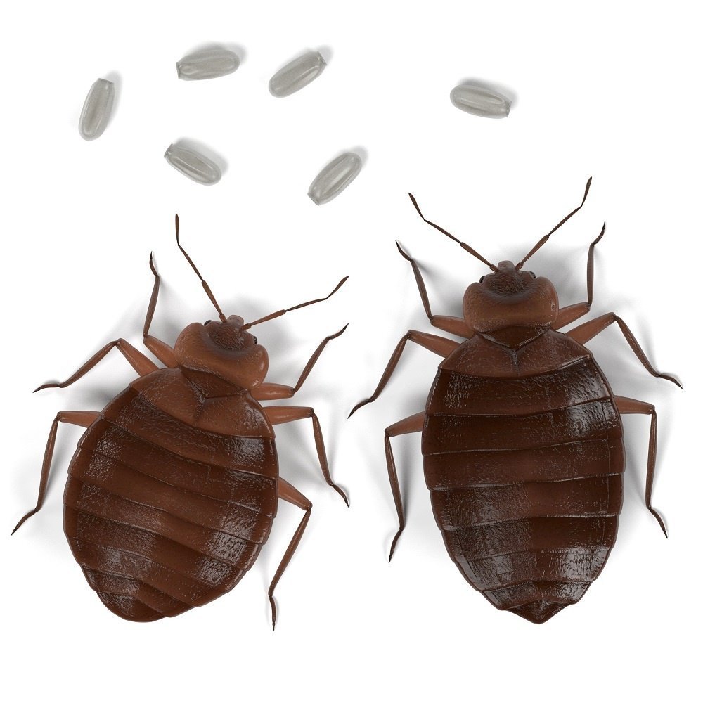 Bed Bug Pest Control for Homes & Commercial Spaces